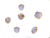 Antibody product image